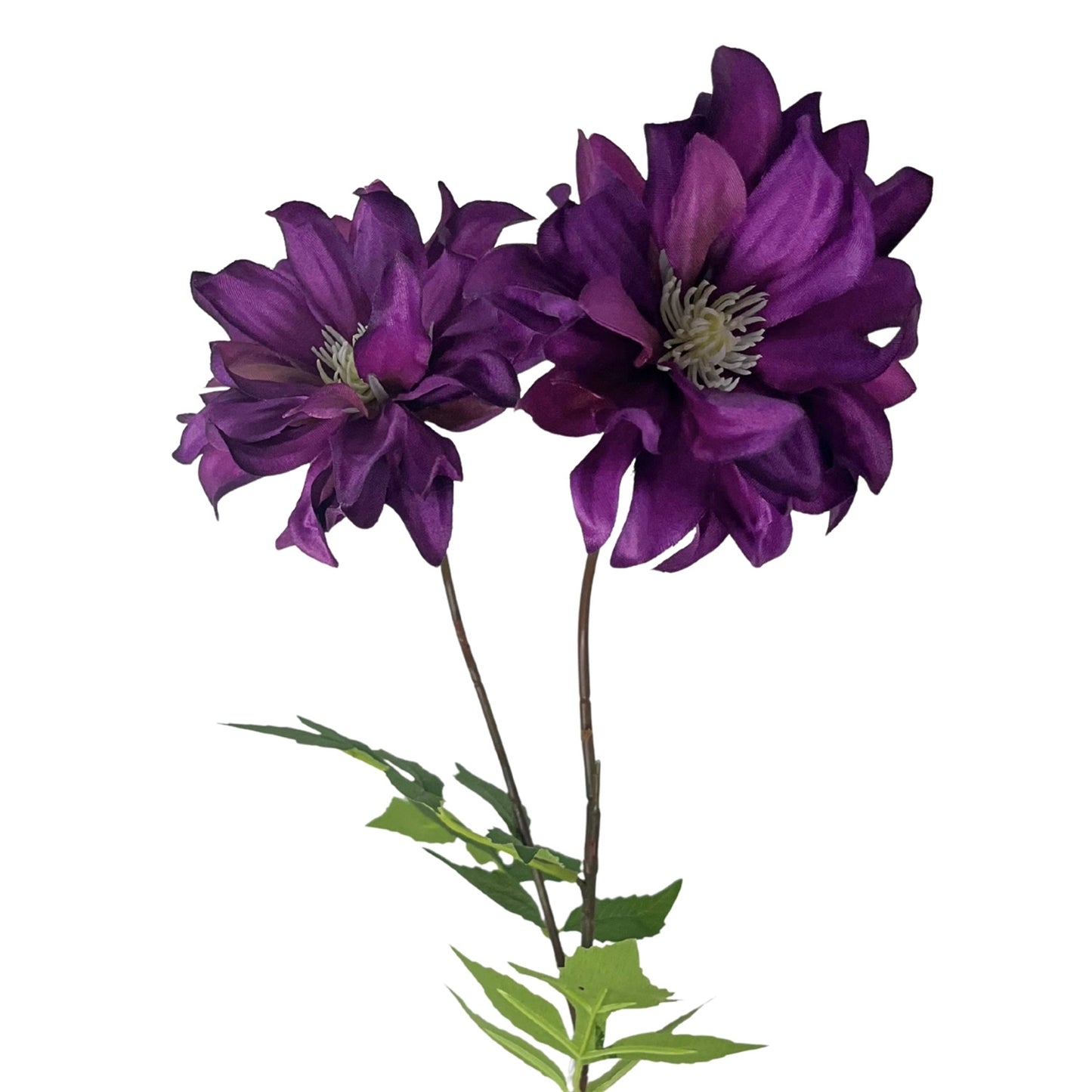 STAR DAHLIA STEM 27'' - PURPLE - DCSP6312PU